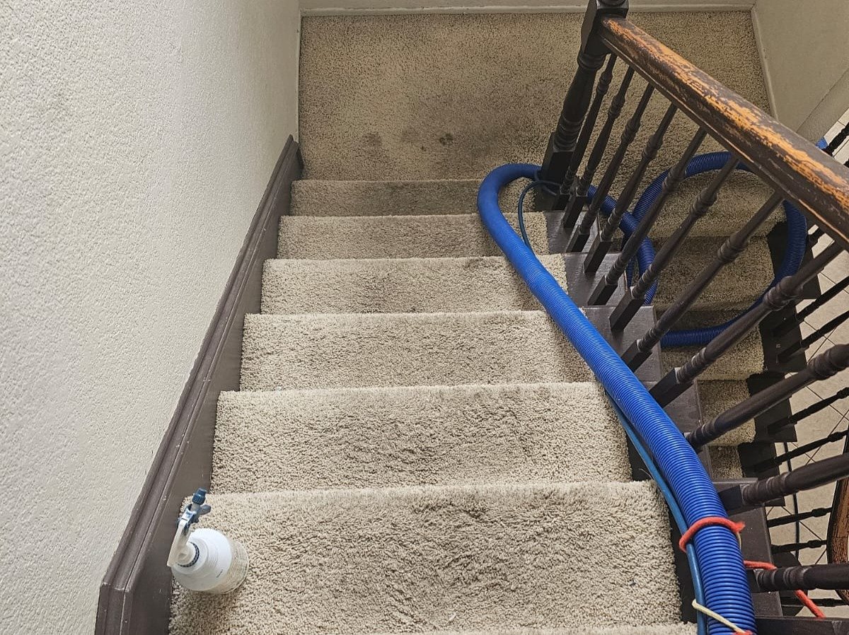 Aggressive Carpet Cleaning